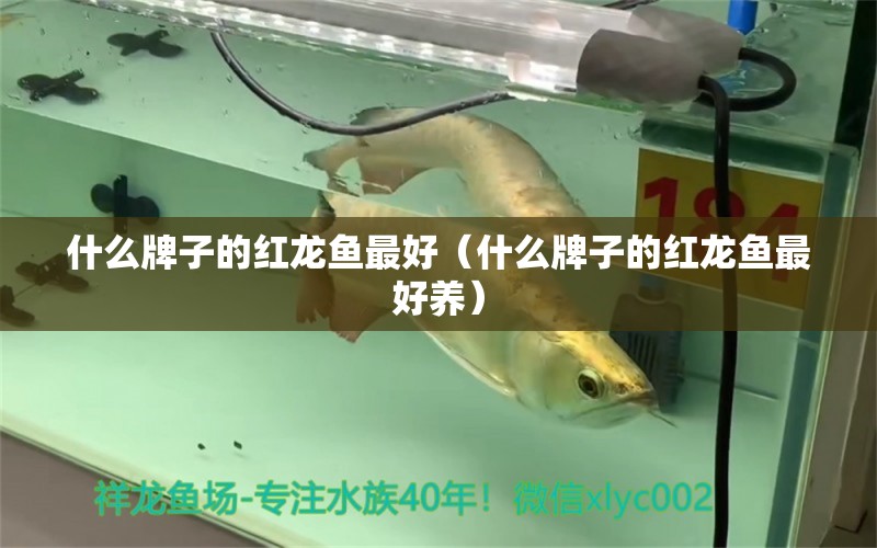 什么牌子的紅龍魚最好（什么牌子的紅龍魚最好養(yǎng)） 印尼紅龍魚