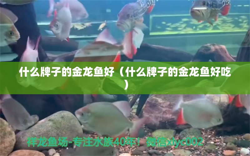 什么牌子的金龍魚好（什么牌子的金龍魚好吃） 廣州龍魚批發(fā)市場