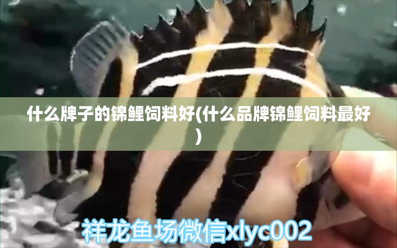 什么牌子的錦鯉飼料好(什么品牌錦鯉飼料最好) 白化火箭魚(yú)