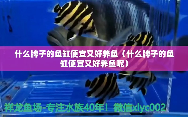 什么牌子的魚缸便宜又好養(yǎng)魚（什么牌子的魚缸便宜又好養(yǎng)魚呢）