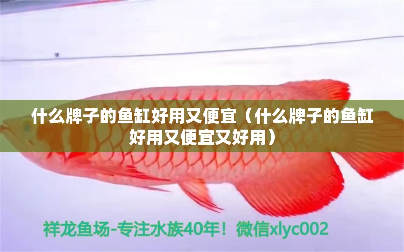 什么牌子的魚缸好用又便宜（什么牌子的魚缸好用又便宜又好用） 藍底過背金龍魚