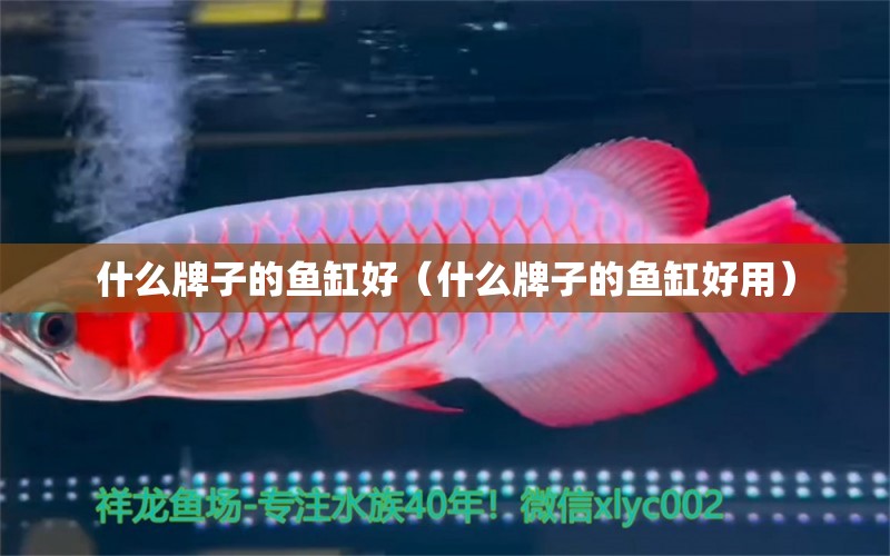 什么牌子的魚缸好（什么牌子的魚缸好用） 祥龍水族醫(yī)院