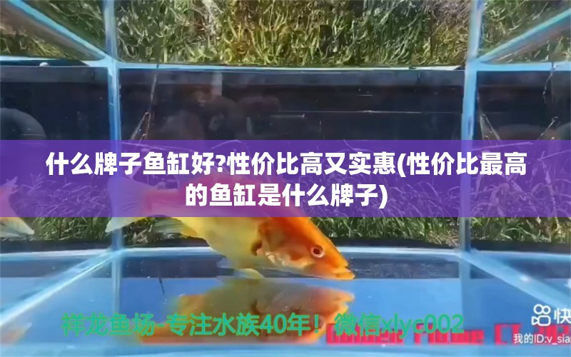 什么牌子魚(yú)缸好?性?xún)r(jià)比高又實(shí)惠(性?xún)r(jià)比最高的魚(yú)缸是什么牌子) 銀龍魚(yú)苗 第1張