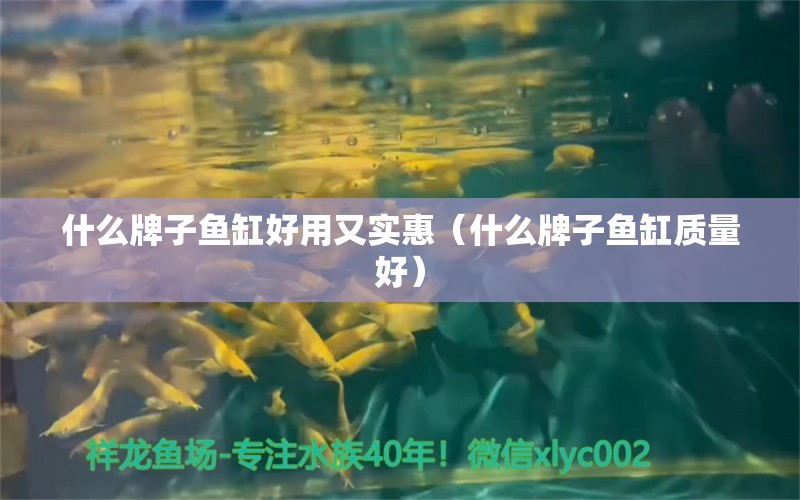 什么牌子魚(yú)缸好用又實(shí)惠（什么牌子魚(yú)缸質(zhì)量好）