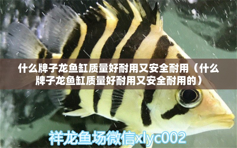 什么牌子龍魚缸質量好耐用又安全耐用（什么牌子龍魚缸質量好耐用又安全耐用的）