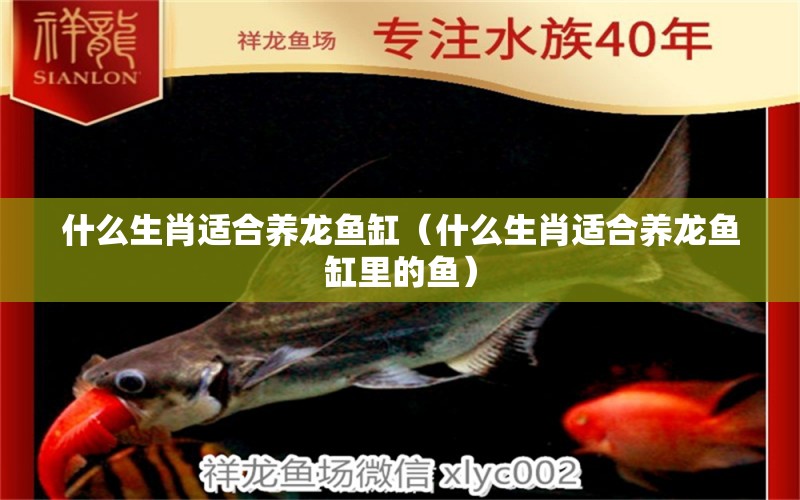 什么生肖適合養(yǎng)龍魚缸（什么生肖適合養(yǎng)龍魚缸里的魚）