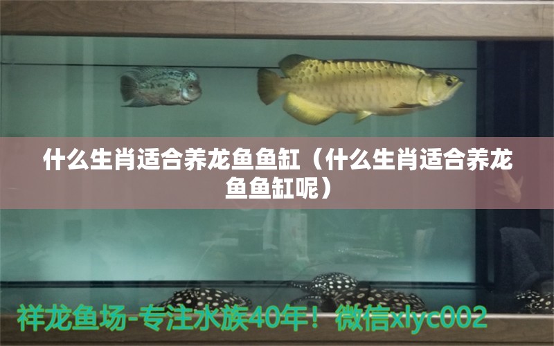 什么生肖適合養(yǎng)龍魚魚缸（什么生肖適合養(yǎng)龍魚魚缸呢）