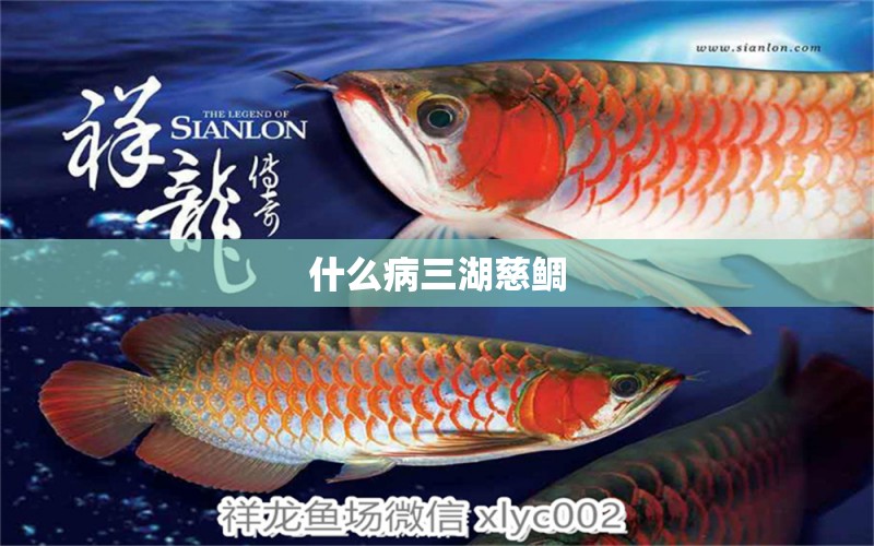 什么病三湖慈鯛 龍魚疾病與治療