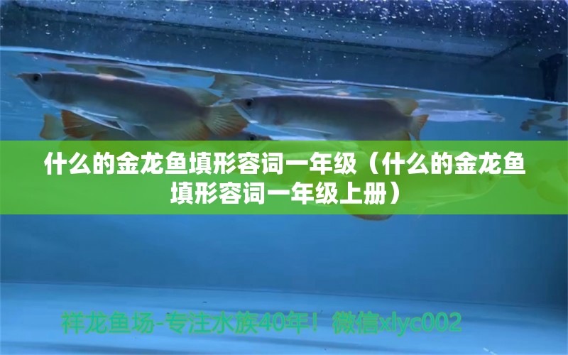 什么的金龍魚填形容詞一年級（什么的金龍魚填形容詞一年級上冊）