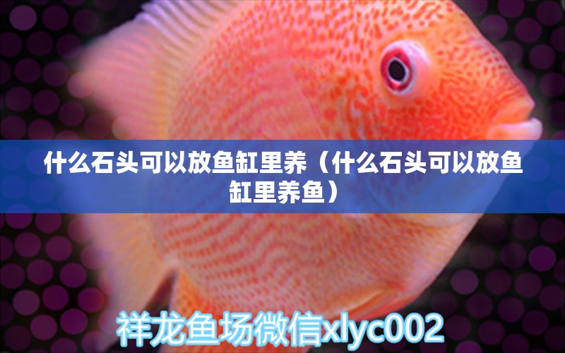 什么石頭可以放魚缸里養(yǎng)（什么石頭可以放魚缸里養(yǎng)魚）