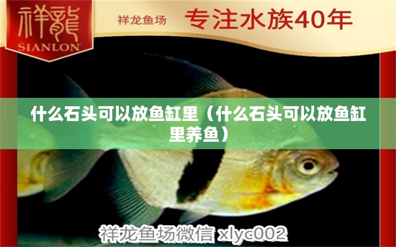 什么石頭可以放魚(yú)缸里（什么石頭可以放魚(yú)缸里養(yǎng)魚(yú)） 祥龍水族醫(yī)院