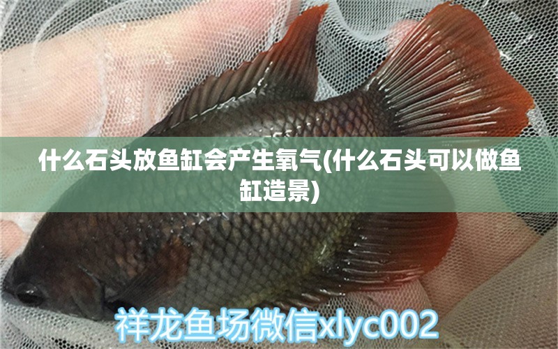 什么石頭放魚(yú)缸會(huì)產(chǎn)生氧氣(什么石頭可以做魚(yú)缸造景)