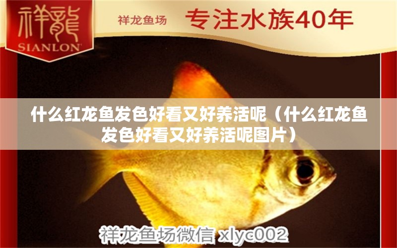 什么紅龍魚發(fā)色好看又好養(yǎng)活呢（什么紅龍魚發(fā)色好看又好養(yǎng)活呢圖片） 廣州龍魚批發(fā)市場