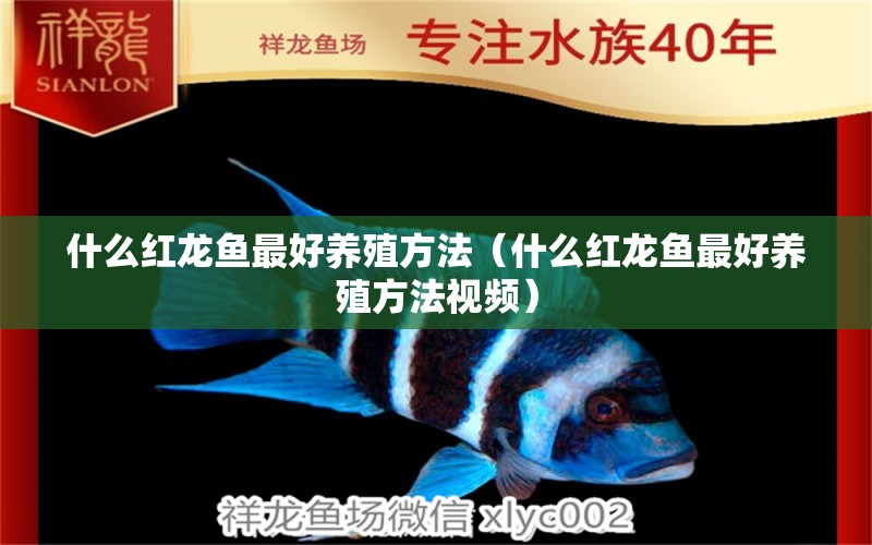 什么紅龍魚最好養(yǎng)殖方法（什么紅龍魚最好養(yǎng)殖方法視頻） 廣州龍魚批發(fā)市場