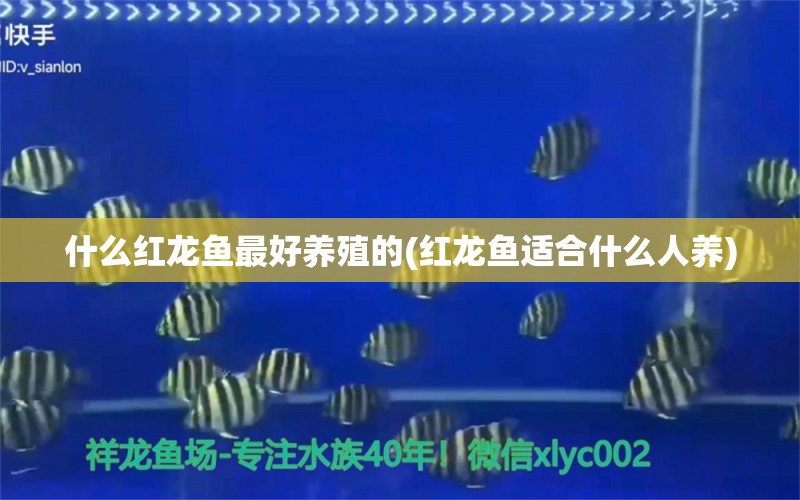 什么紅龍魚最好養(yǎng)殖的(紅龍魚適合什么人養(yǎng)) 水溫計