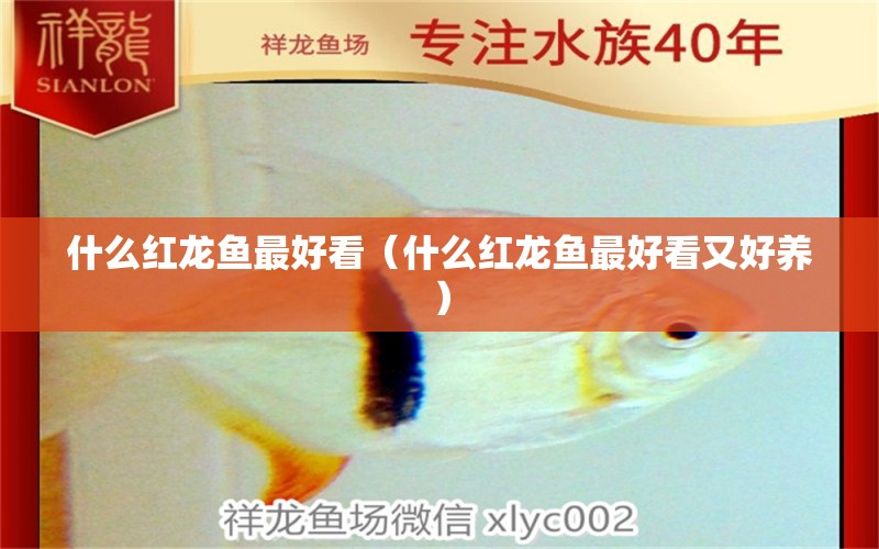 什么紅龍魚最好看（什么紅龍魚最好看又好養(yǎng)）