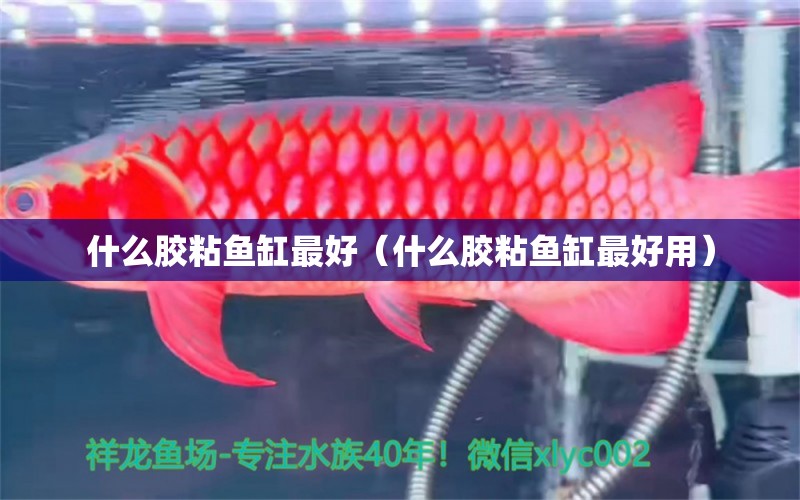 什么膠粘魚缸最好（什么膠粘魚缸最好用） 刀魚魚