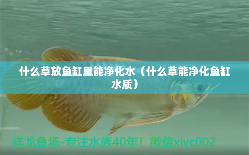 什么草放魚(yú)缸里能凈化水（什么草能凈化魚(yú)缸水質(zhì)）