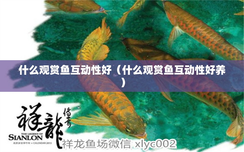 什么觀賞魚互動(dòng)性好（什么觀賞魚互動(dòng)性好養(yǎng)）