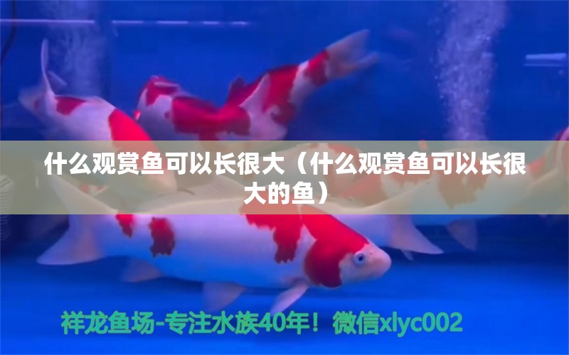 什么觀賞魚可以長(zhǎng)很大（什么觀賞魚可以長(zhǎng)很大的魚） 祥龍水族醫(yī)院