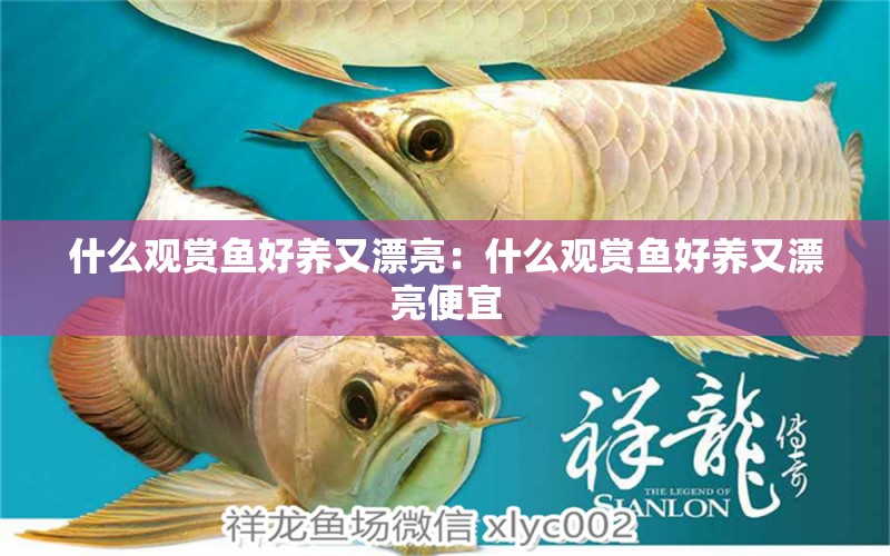 什么觀賞魚好養(yǎng)又漂亮：什么觀賞魚好養(yǎng)又漂亮便宜 觀賞魚市場（混養(yǎng)魚）