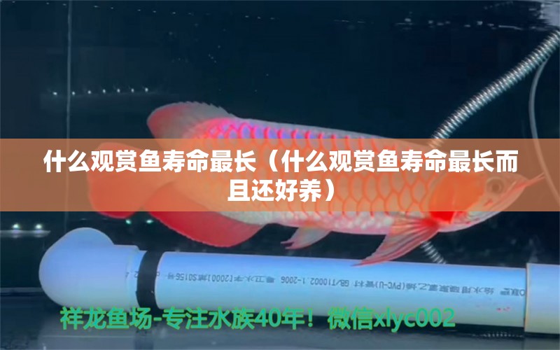 什么觀賞魚壽命最長(zhǎng)（什么觀賞魚壽命最長(zhǎng)而且還好養(yǎng)）