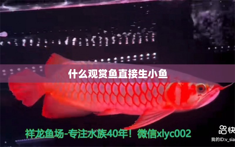 什么觀賞魚直接生小魚