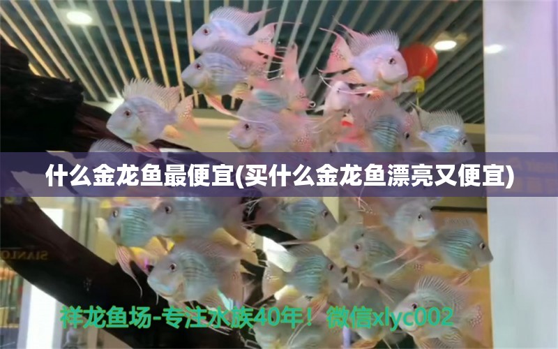 什么金龍魚最便宜(買什么金龍魚漂亮又便宜)