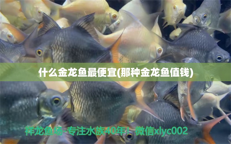 什么金龍魚最便宜(那種金龍魚值錢) 翡翠鳳凰魚 第1張