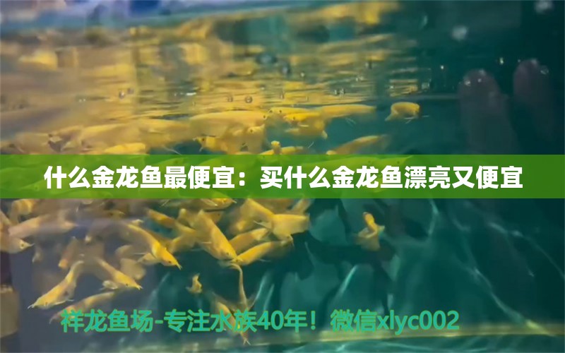 什么金龍魚最便宜：買什么金龍魚漂亮又便宜