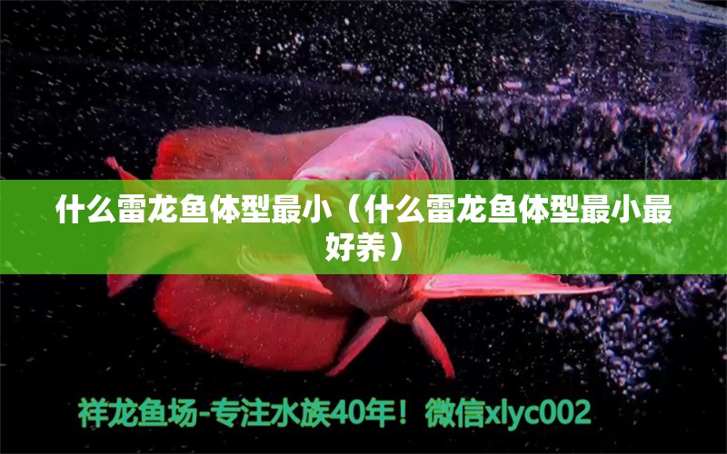 什么雷龍魚(yú)體型最?。ㄊ裁蠢堲~(yú)體型最小最好養(yǎng)） 龍魚(yú)疾病與治療