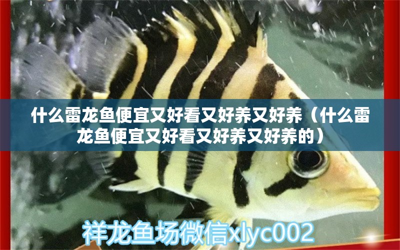 什么雷龍魚便宜又好看又好養(yǎng)又好養(yǎng)（什么雷龍魚便宜又好看又好養(yǎng)又好養(yǎng)的） 祥龍水族醫(yī)院