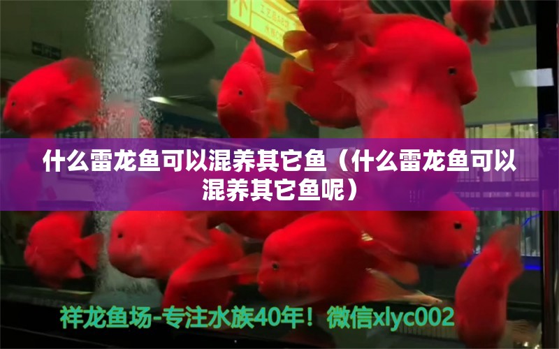 什么雷龍魚可以混養(yǎng)其它魚（什么雷龍魚可以混養(yǎng)其它魚呢）