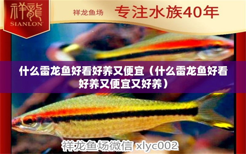 什么雷龍魚好看好養(yǎng)又便宜（什么雷龍魚好看好養(yǎng)又便宜又好養(yǎng)） 廣州龍魚批發(fā)市場