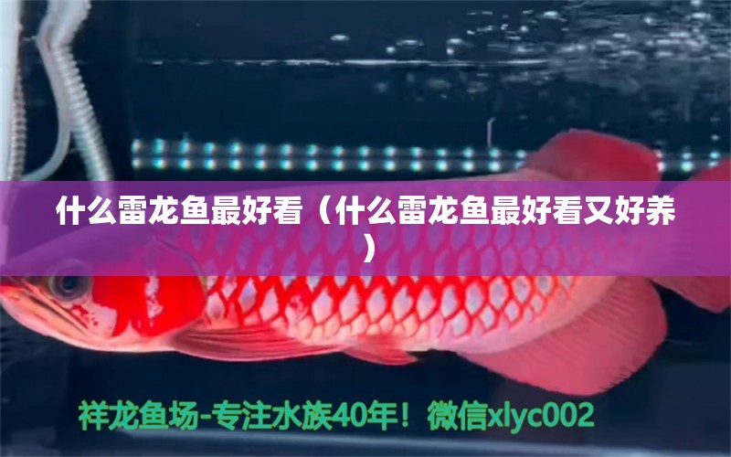 什么雷龍魚最好看（什么雷龍魚最好看又好養(yǎng)） 廣州龍魚批發(fā)市場