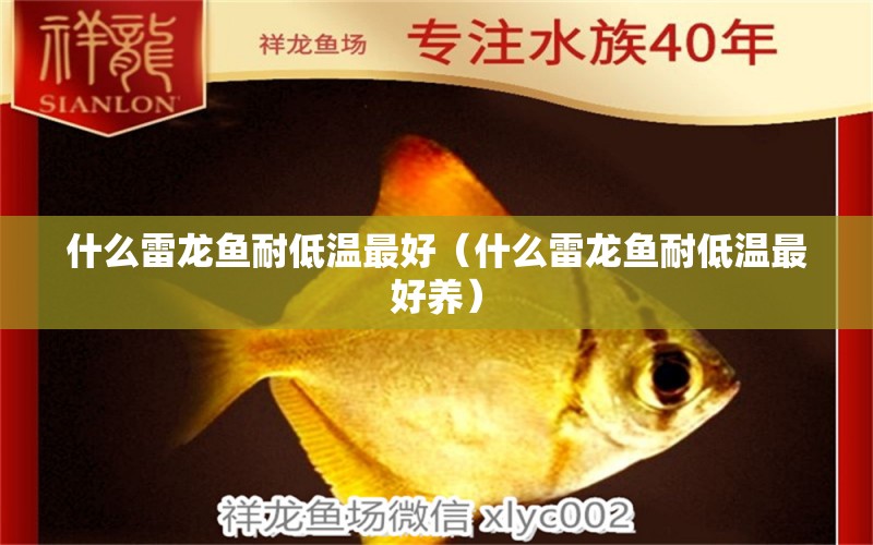 什么雷龍魚耐低溫最好（什么雷龍魚耐低溫最好養(yǎng)）