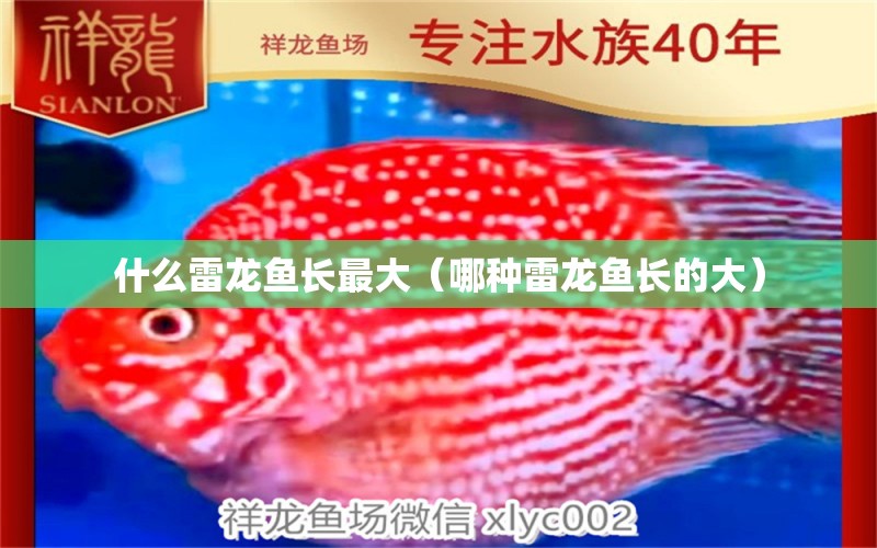 什么雷龍魚長最大（哪種雷龍魚長的大） 廣州龍魚批發(fā)市場