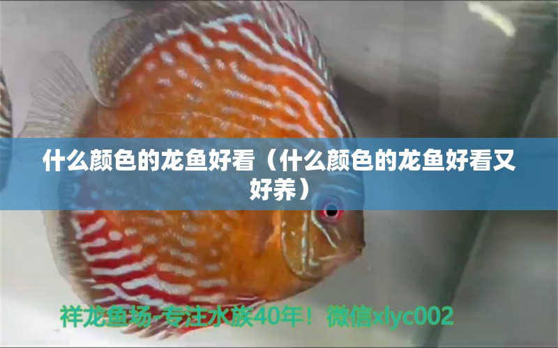 什么顏色的龍魚好看（什么顏色的龍魚好看又好養(yǎng)）