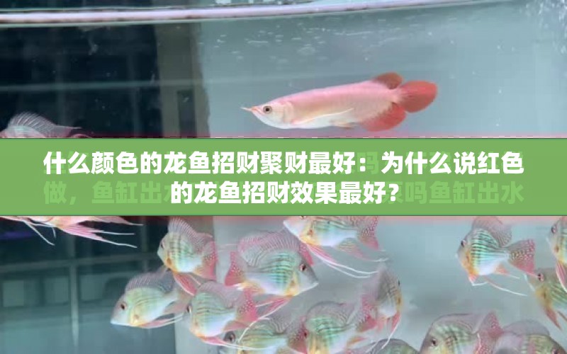 什么顏色的龍魚招財(cái)聚財(cái)最好：為什么說紅色的龍魚招財(cái)效果最好？