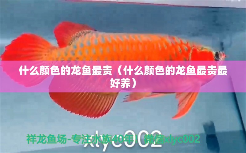 什么顏色的龍魚最貴（什么顏色的龍魚最貴最好養(yǎng)）