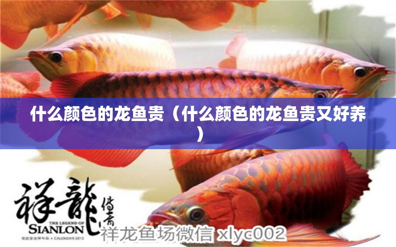 什么顏色的龍魚貴（什么顏色的龍魚貴又好養(yǎng)） 龍魚疾病與治療