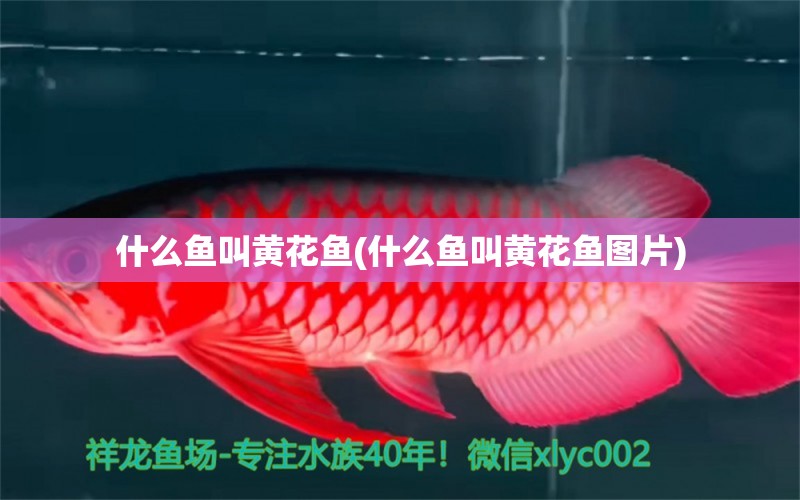 什么魚叫黃花魚(什么魚叫黃花魚圖片) 丹頂錦鯉魚