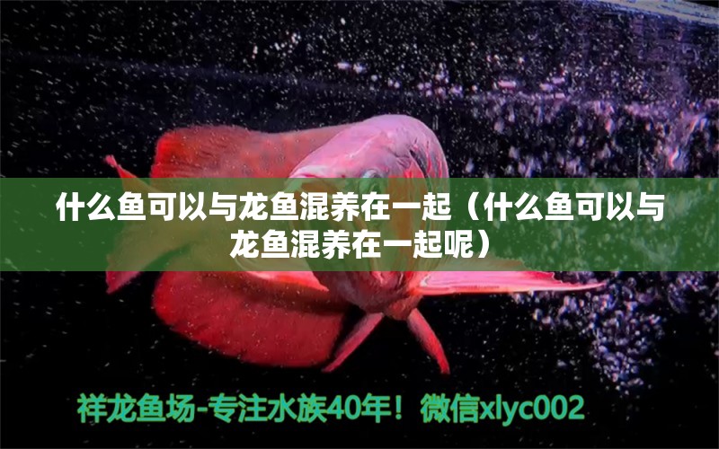 什么魚可以與龍魚混養(yǎng)在一起（什么魚可以與龍魚混養(yǎng)在一起呢）