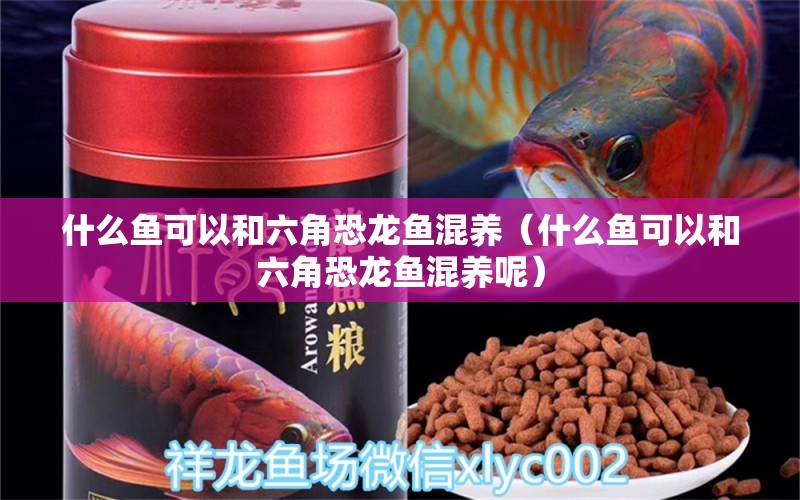 什么魚可以和六角恐龍魚混養(yǎng)（什么魚可以和六角恐龍魚混養(yǎng)呢）