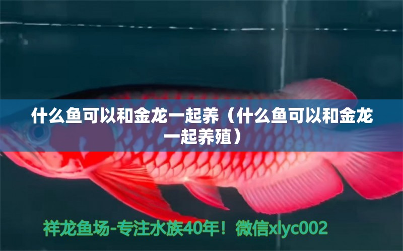 什么魚可以和金龍一起養(yǎng)（什么魚可以和金龍一起養(yǎng)殖）