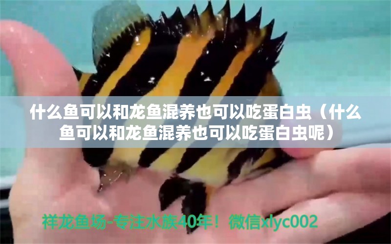 什么魚可以和龍魚混養(yǎng)也可以吃蛋白蟲（什么魚可以和龍魚混養(yǎng)也可以吃蛋白蟲呢）