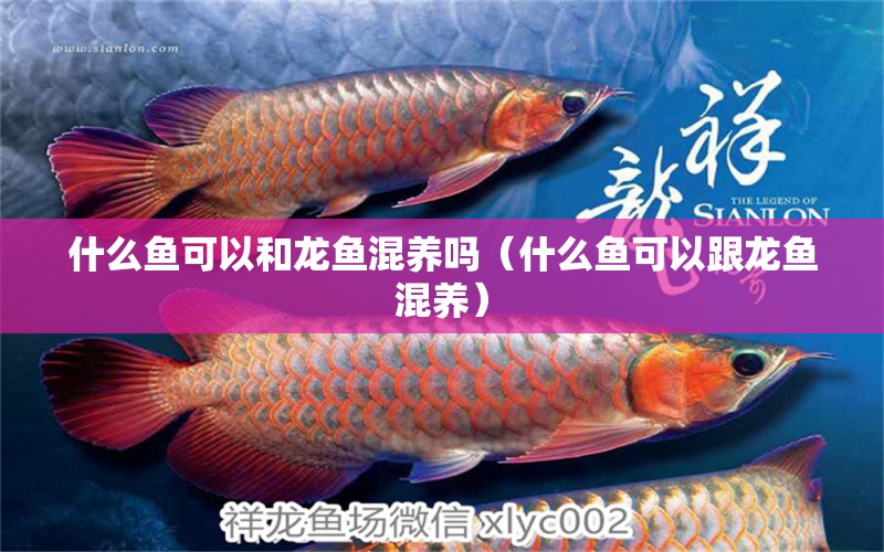 什么魚可以和龍魚混養(yǎng)嗎（什么魚可以跟龍魚混養(yǎng)）