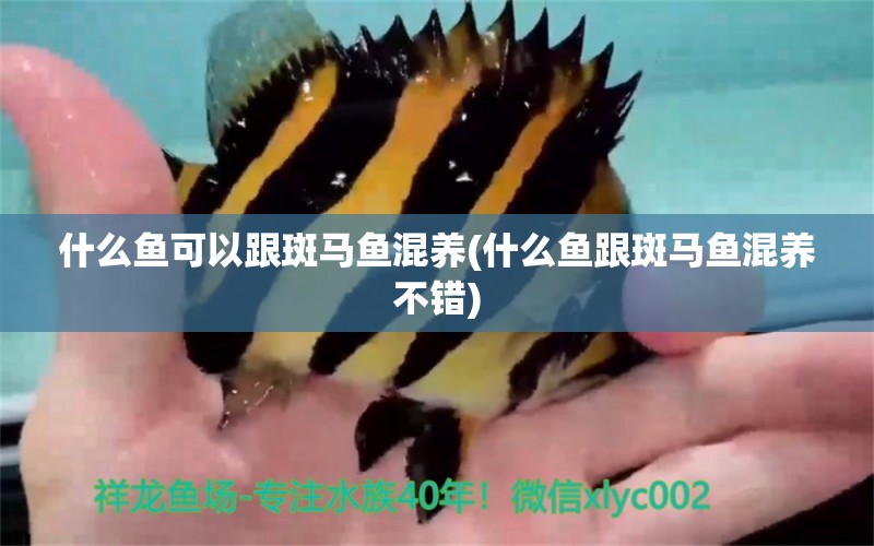 什么魚可以跟斑馬魚混養(yǎng)(什么魚跟斑馬魚混養(yǎng)不錯) 白條過背金龍魚