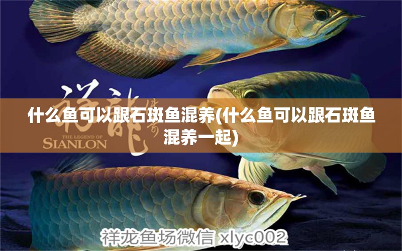 什么魚可以跟石斑魚混養(yǎng)(什么魚可以跟石斑魚混養(yǎng)一起) 鐵甲武士