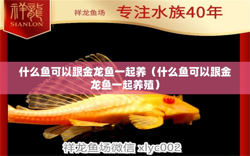 什么魚可以跟金龍魚一起養(yǎng)（什么魚可以跟金龍魚一起養(yǎng)殖） 廣州龍魚批發(fā)市場